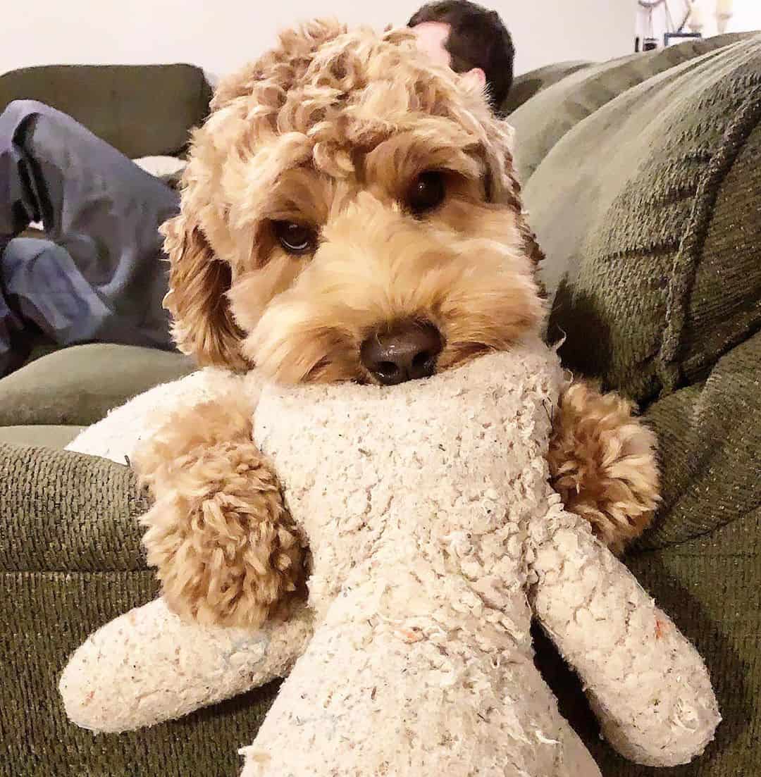 What You Need to Know About the Australian Labradoodle - K9 Web