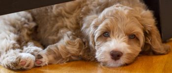 Aussiedoodle pup under the chair