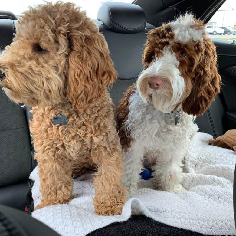 australian labradoodle aussiedoodle