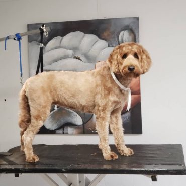 australian labradoodle grooming