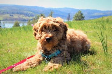Cute Australian Labradoodle puppy sitting on the grass