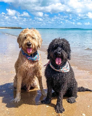 Two Australian Labradoodles enjoying the water and the beach