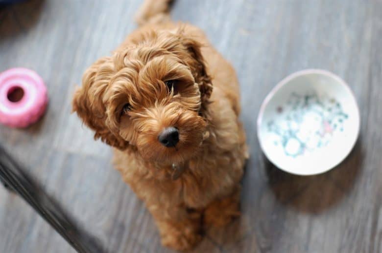 Cute Labradoodle puppy with dish