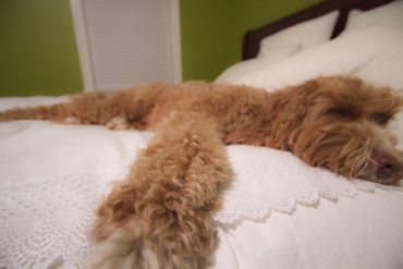 Adult Australian Labradoodle sleeping on the bed
