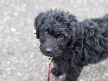 Black Labradoodle puppy