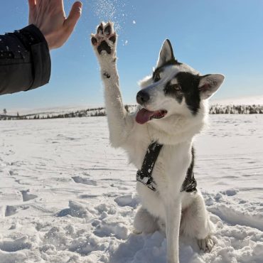Alaskan Husky giving a man a high-five