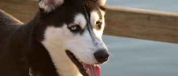 Black and White Alaskan Husky