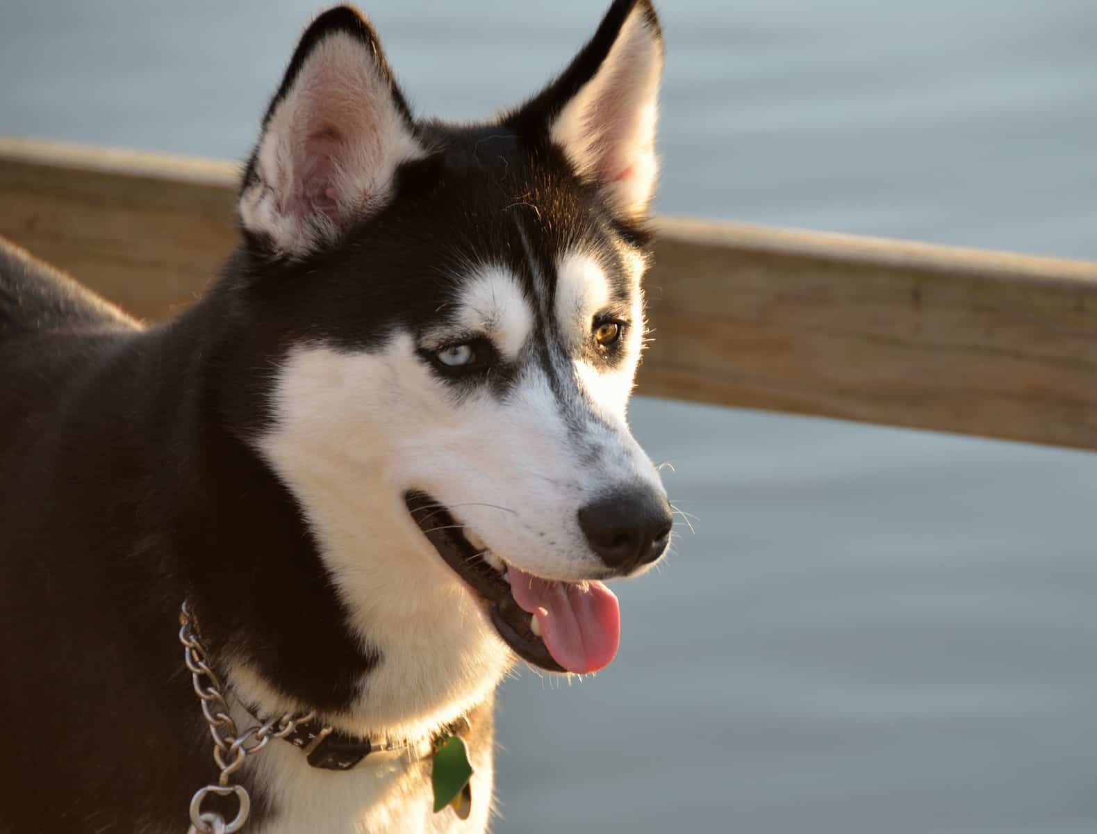 what does a alaskan husky look like