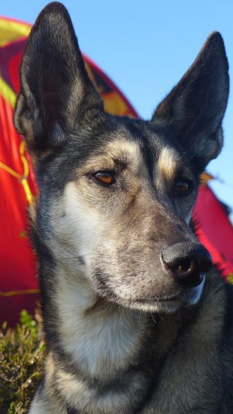 Close-up of a brown Alaskan Husky