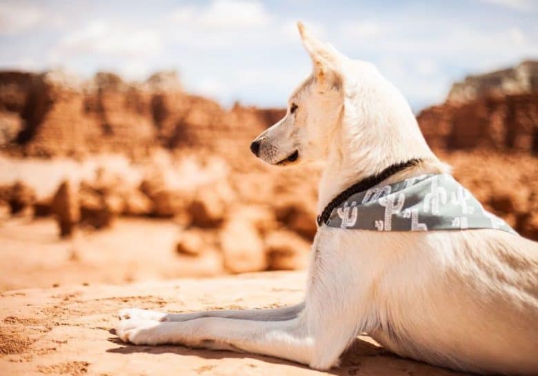 Alaskan Husky lying down outdoors and looking away