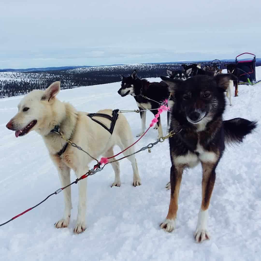 The Great Alaskan Husky What You Need to Know K9 