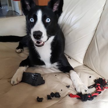 Alaskan Husky lying on the couch with a destroyed chew toy
