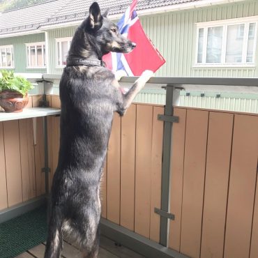 Alaskan Husky standing on a balcony with its paws up on the railing
