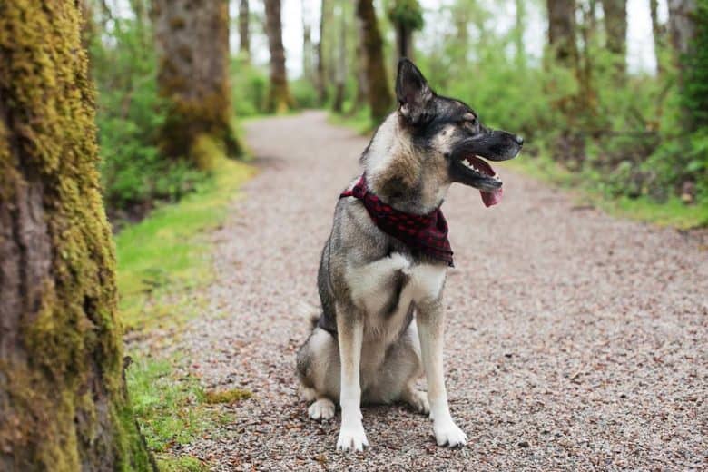 Alaskan Husky standing in a forest path and looking to the side