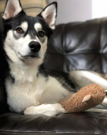 Alaskan Husky lying on the couch with a toy