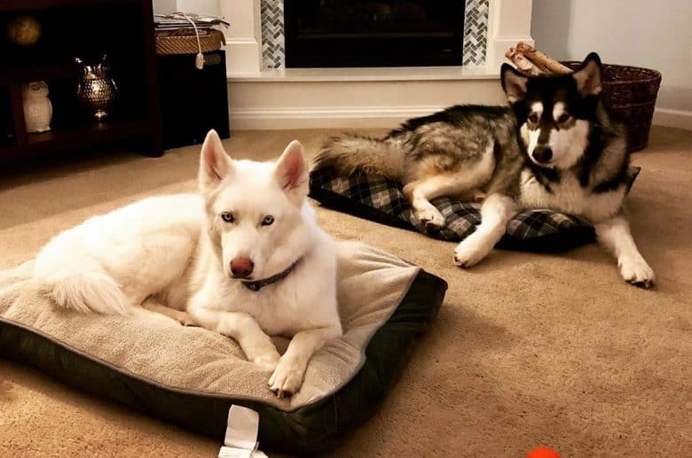 Alaskan Husky and Alaskan Malamute lying in dog beds