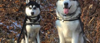 Alaskan Malamute and Siberian Husky standing side by side on a rock