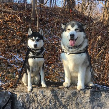 Alaskan Malamute and Siberian Husky standing side by side on a rock