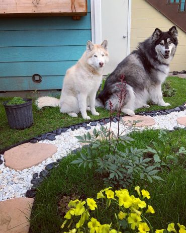 malamute husky comparison