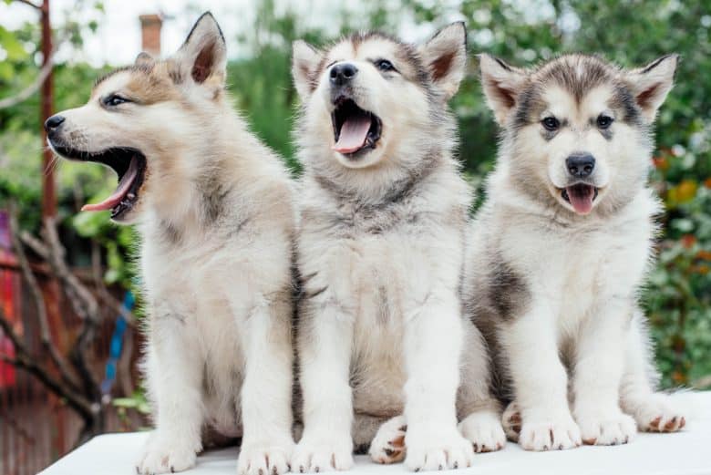 Alaskan Malamute puppies standing side by side and yawning