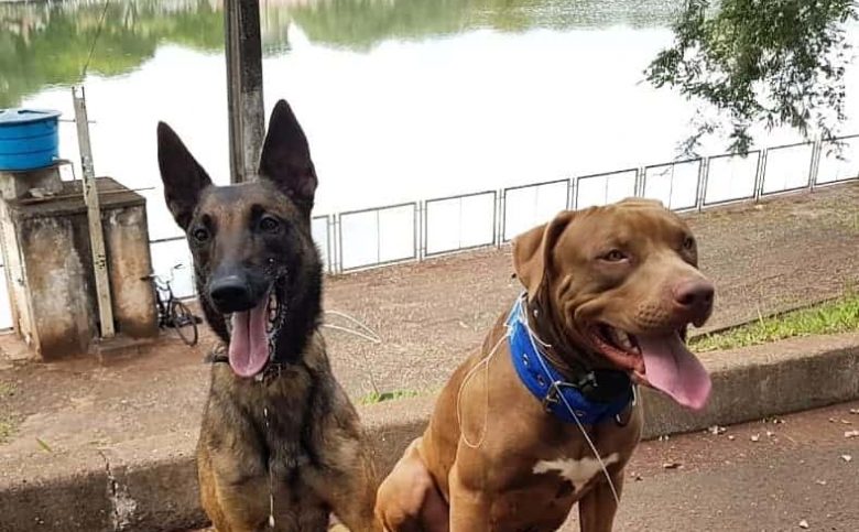 An American Pit Bull Terrier with a Belgian Malinois at the park