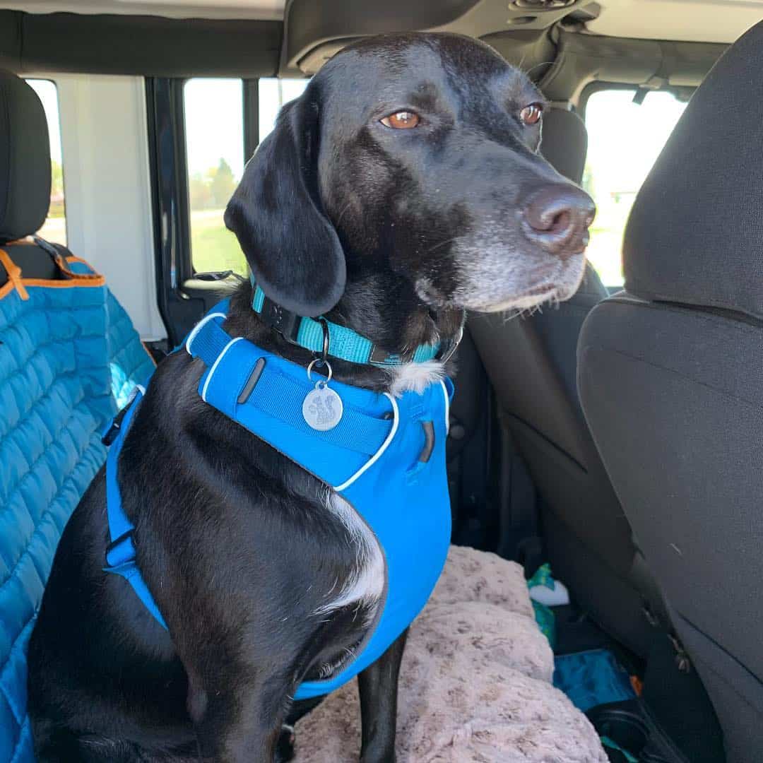 Beagle Lab Mix All You Need to Know About Beagador K9 