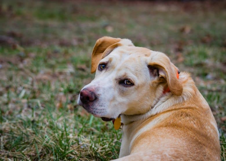 labrador retriever & beagle mix