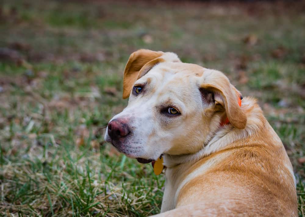 lab beagle mix for sale