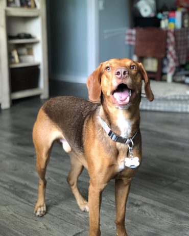 All About The Beagle Lab Mix K9 Web