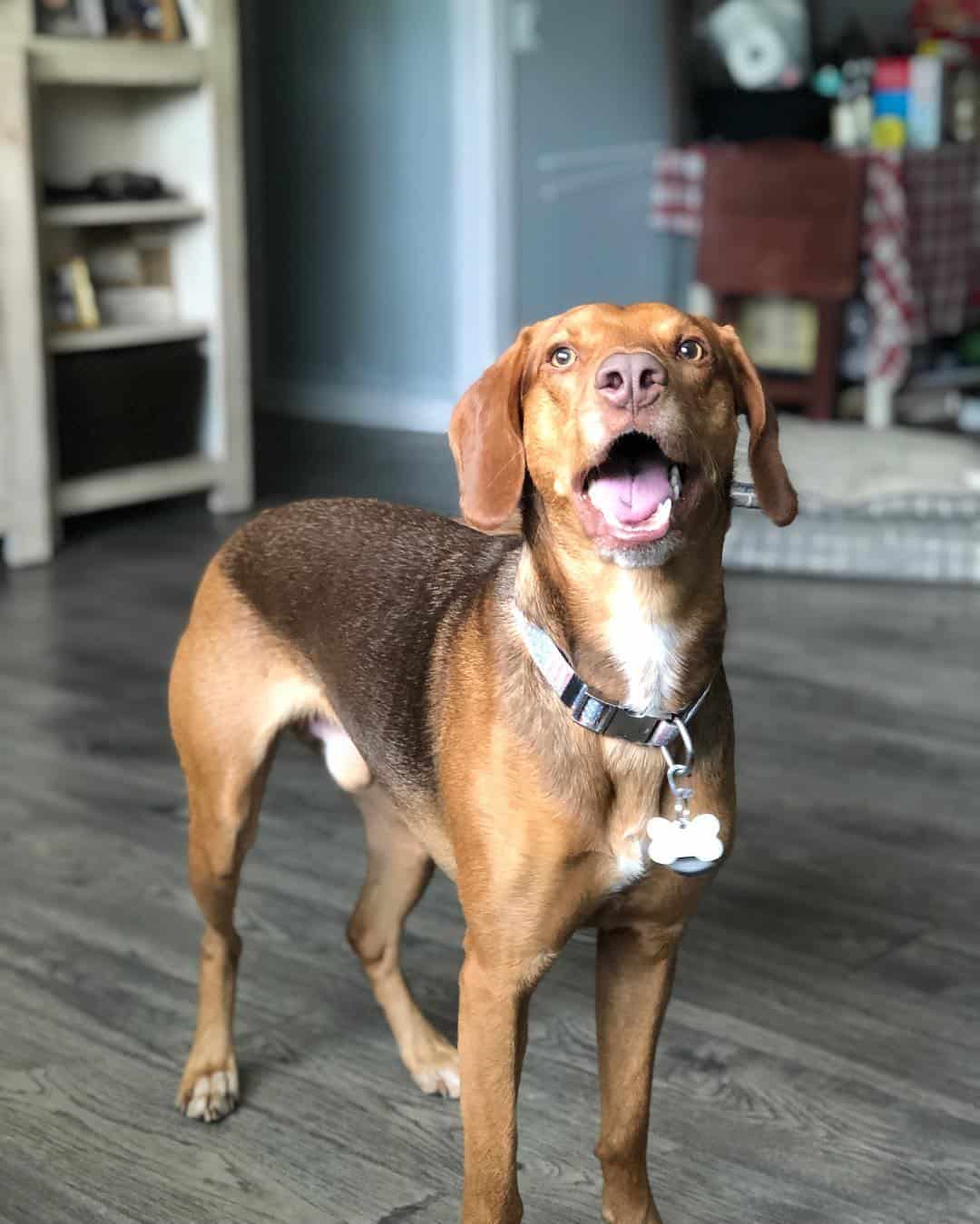 All about the Beagle Lab Mix K9 Web
