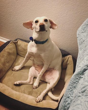 yellow lab whippet mix