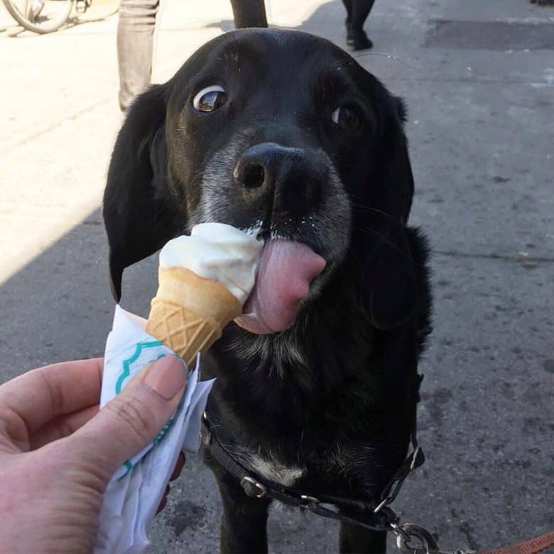 Beagador eating an ice cream cone