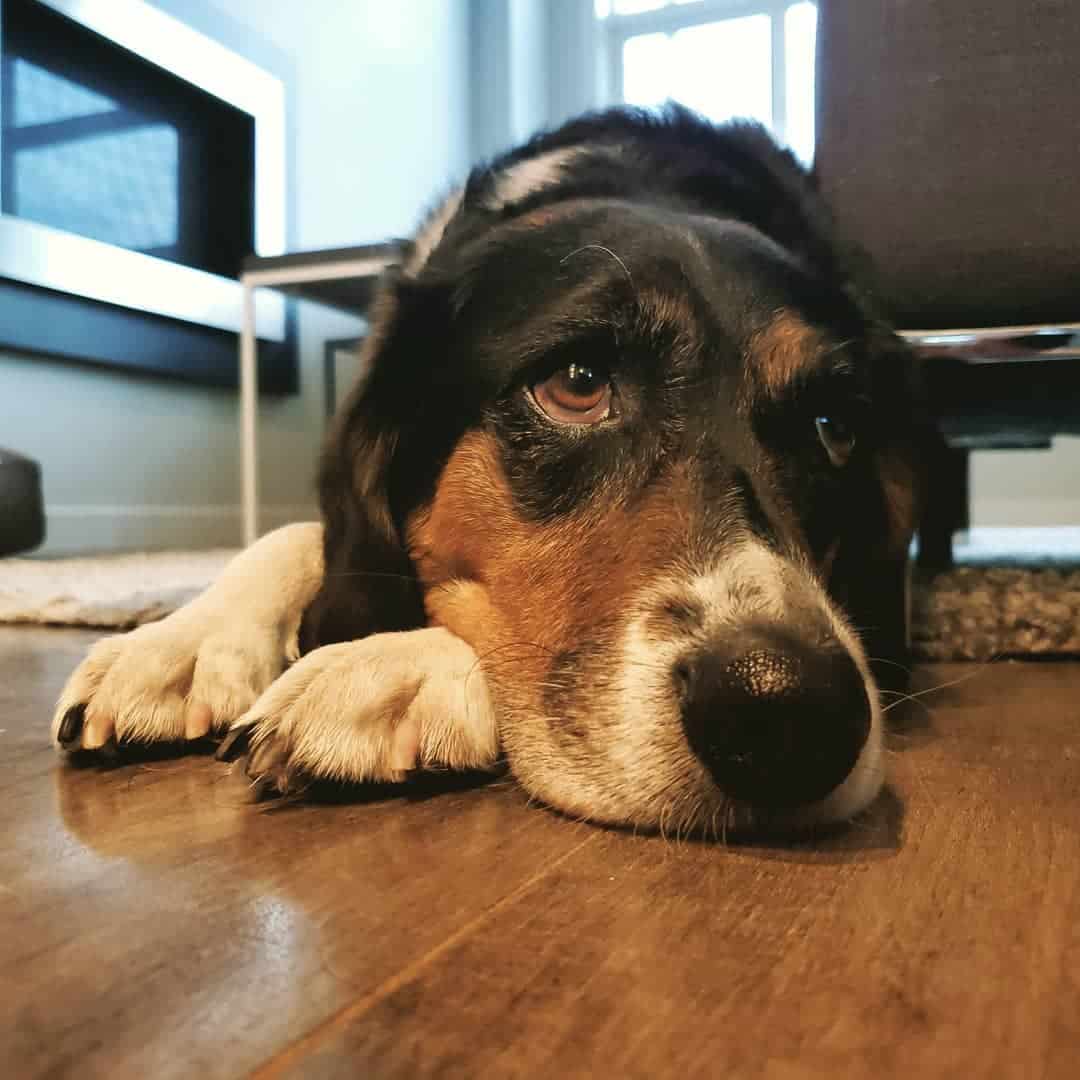 Beagle Lab Mix All You Need to Know About Beagador K9 