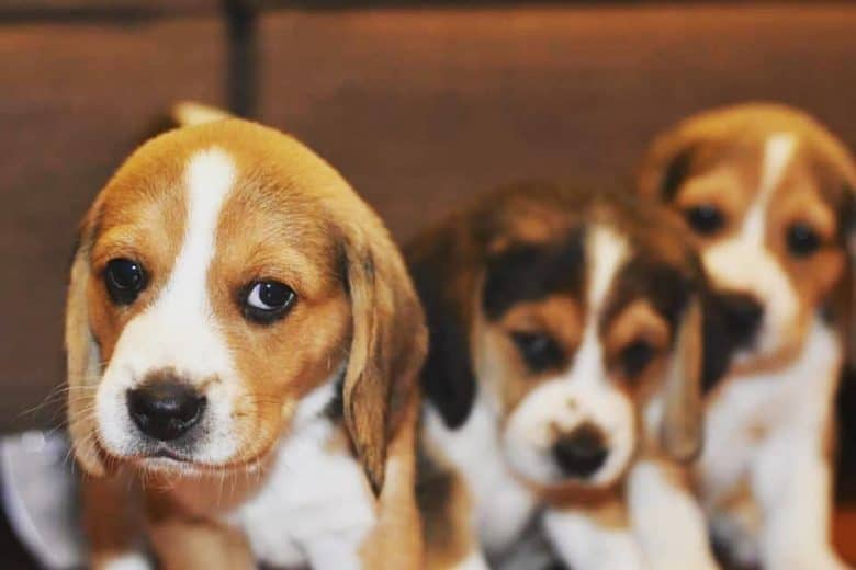 beagle lab puppies for sale