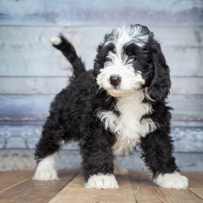 Black and white Bernedoodle puppy