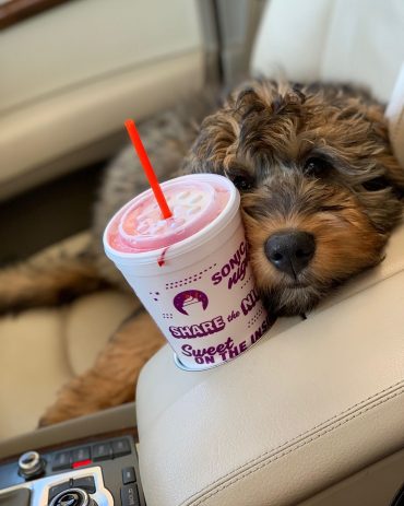 A Bernedoodle puppy in a car ride with a cold drink beside him