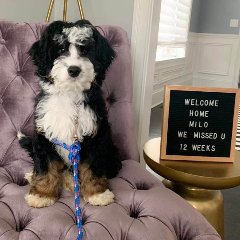Tri-colored Bernedoodle on a couch