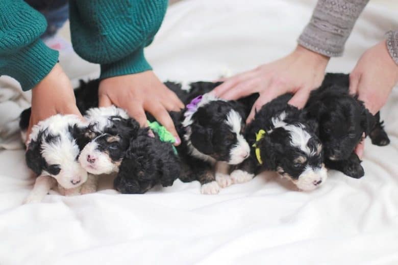 Around 5 Bernedoodle puppies