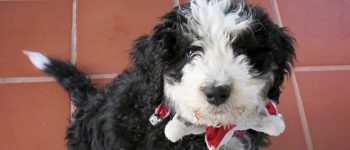 Black and white Bernedoodle puppy on the floor