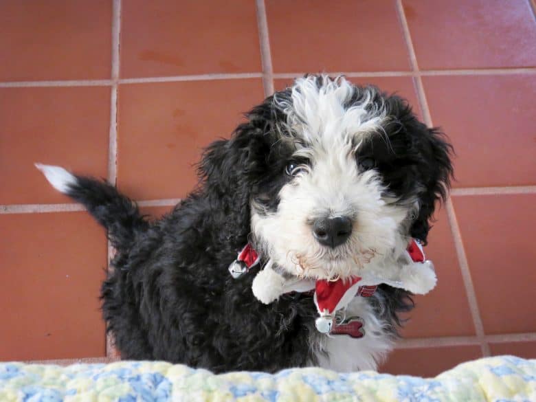 Black and white Bernedoodle puppy sitting on the floor