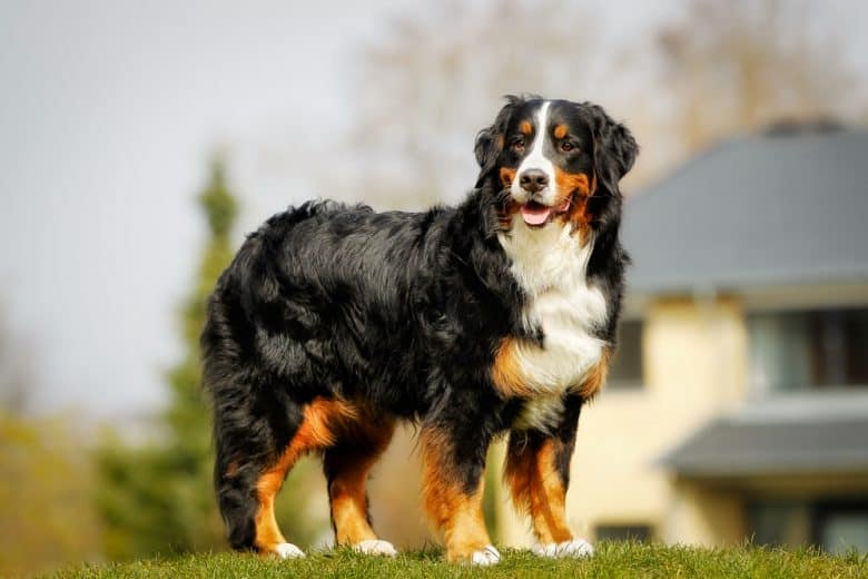 bernese mountain dog and standard poodle mix