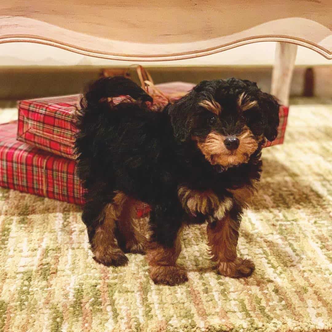 bernedoodle plush toy