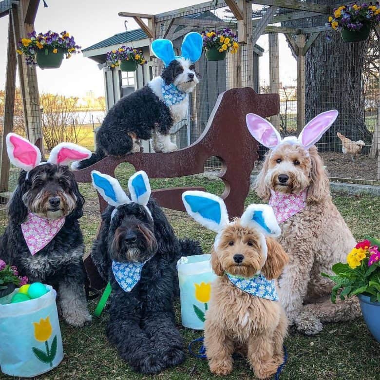 Standard-sized Bernedoodles outside, dressed up for Easter