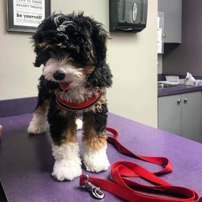 Tri-colored Bernedoodle standing on a table 