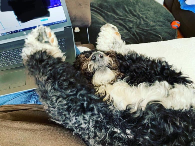 source Bernedoodle covering its eyes while on its back