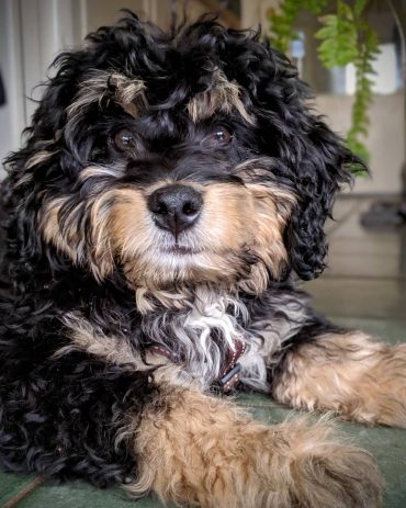 source A tri-colored Bernedoodle sitting on the porch