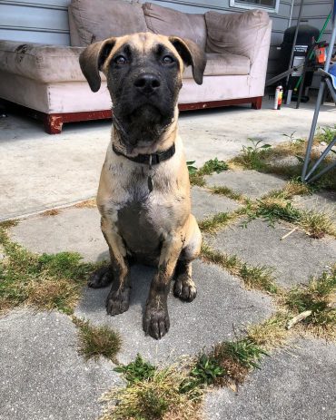 Black Mouth Cur with mud on its paws standing outdoors