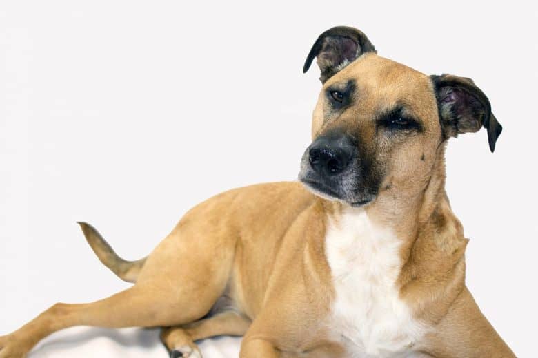 temperament of a black mouth cur