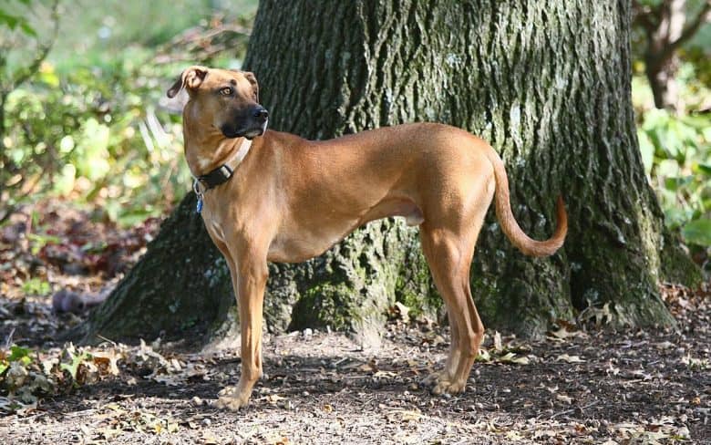 side view of the Black Mouth Cur standing outdoors and looking behind
