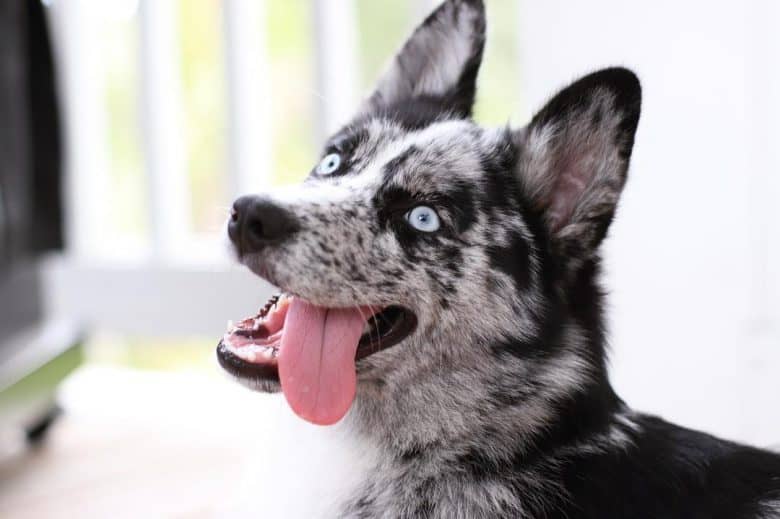 Blue merle-coat Pomsky with its tongue out
